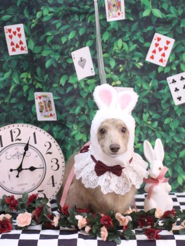 20250411ぺこちゃん